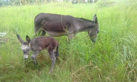 22686892_10213864544237993_445603264_n